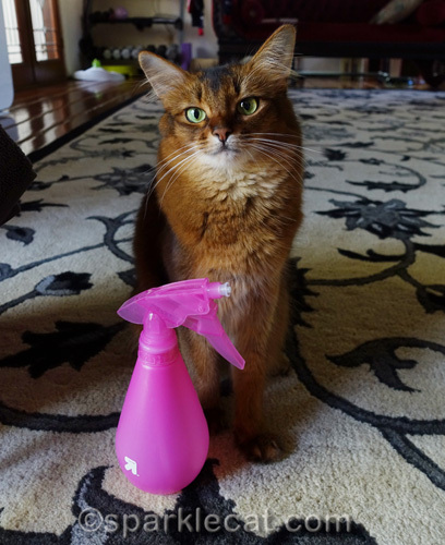 Somali cat posing with spray bottle of cleaner