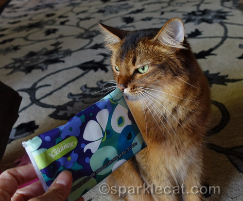 somali cat posing with a travel sized packet of tissues