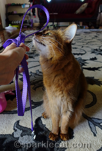 somali cat checking out short leash