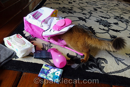 somali cat examining contents of Hello Kitty backpack