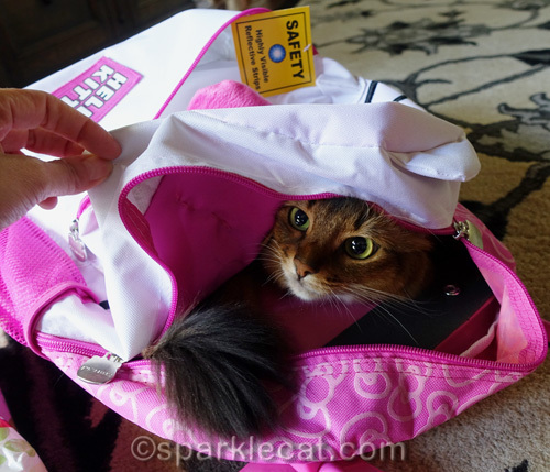 somali cat hiding in Hello Kitty backpack