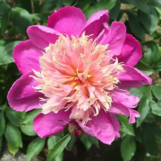The peonies out back are in bloom!! Gorgeous. #dailyphoto #365days #ig2016 #nofilter #peony