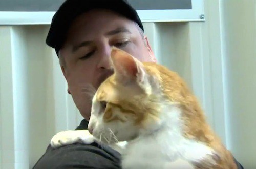 cat-rescued-by-vet-in-iraq