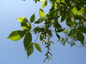 box elder