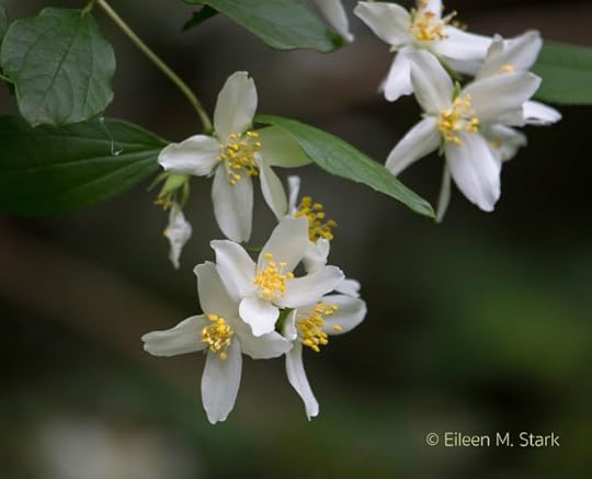 Philadelphus lewisii