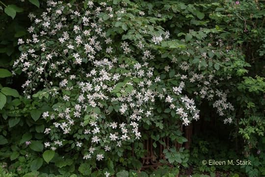 Philadelphus lewisii