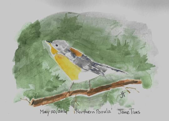 May 20, 2016 'Northern Parula' Jane Tims
