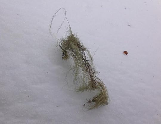 Usnea subfloridana on the snow