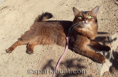 somali cat lying in the dirt