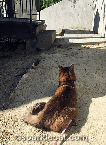 somali cat looking towards steps
