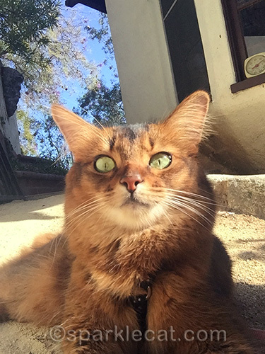 somali cat getting ready to do a selfie.