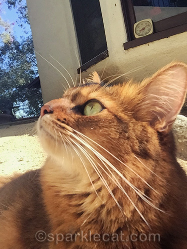somali cat profile