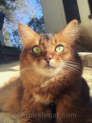 somali cat selfie outdoors