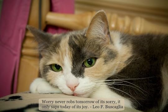 calico-cat