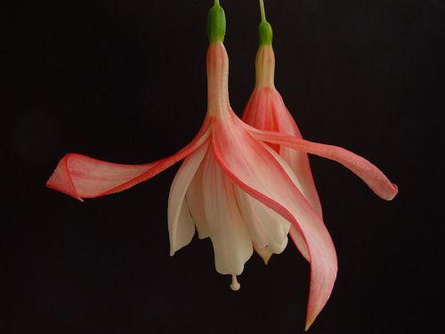 fuschia