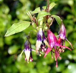 fuschia2