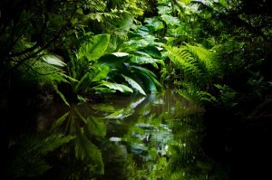 green jungle hell