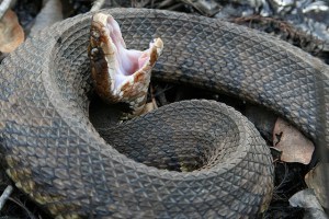 cottonmouthsnake3