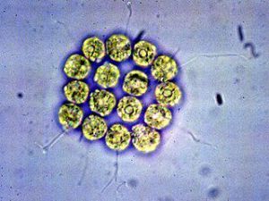 Sixteen cells working together as a species of algae