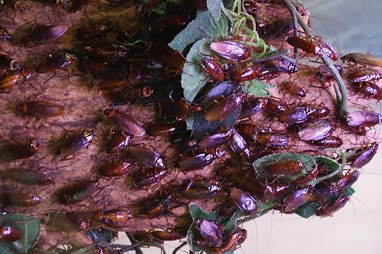 cockroach tea