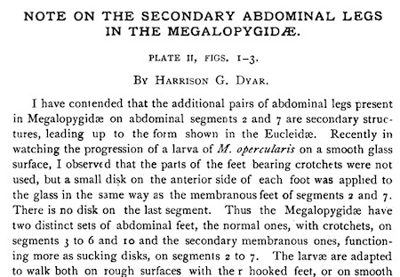 megalopygidae