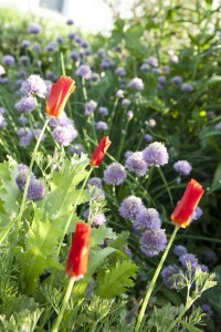 Chives
