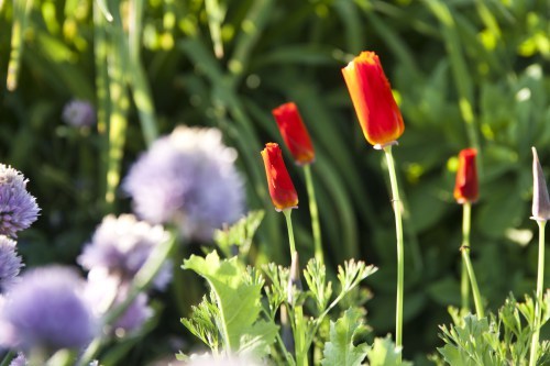 Chives and 