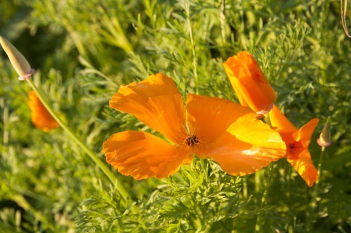 Poppies 2
