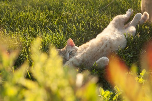Garden cat