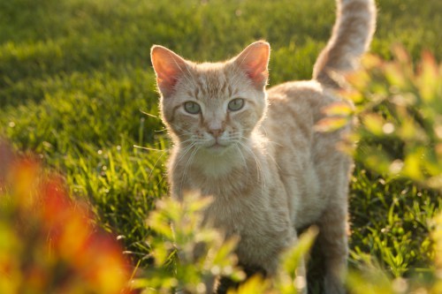 Apothecarist Cat