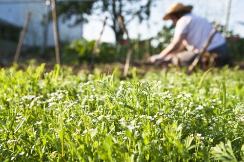 The gardener at work