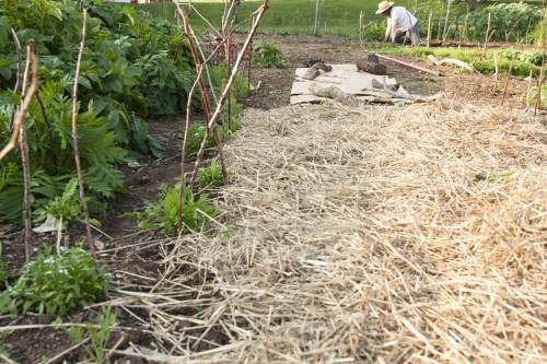 Laying a path in garden