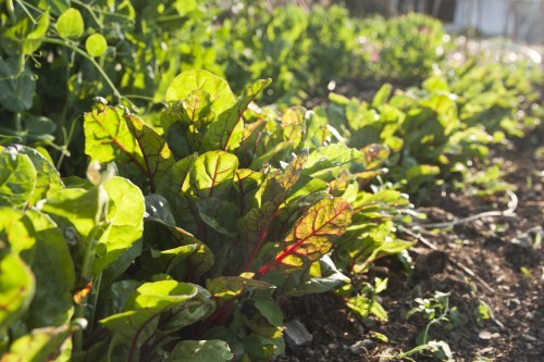 Salad Garden