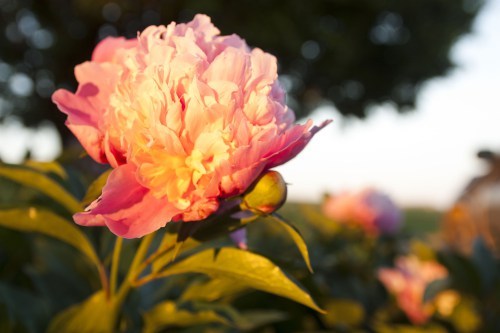 Peony by Elise