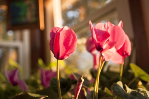 Cyclamen