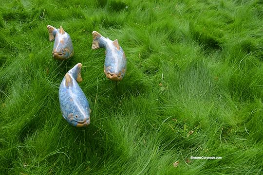 No Mow Grass and Fish in the Garden copyright Shawna Coronado