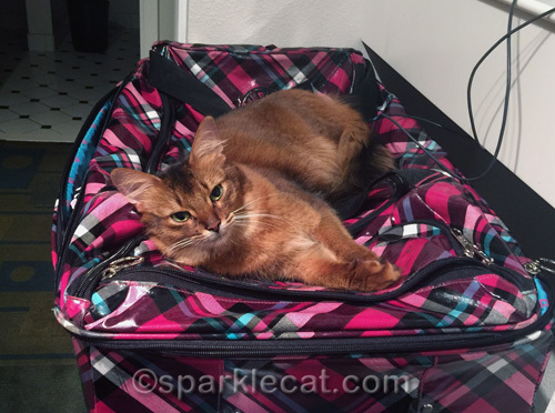 somali cat on suitcase in hotel room