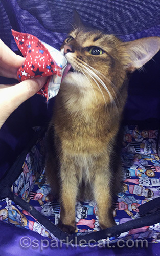 somali cat enjoying catnip toy