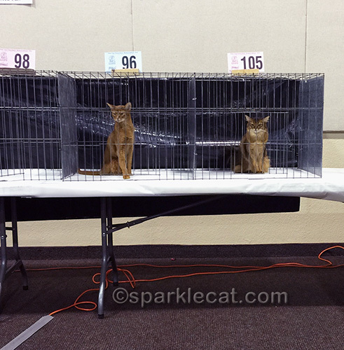 Abyssinnian cat and somali cat next to each other in cages