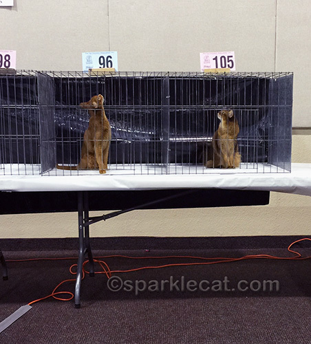 Abyssinian cat and Somali cat in judging cages, looking up