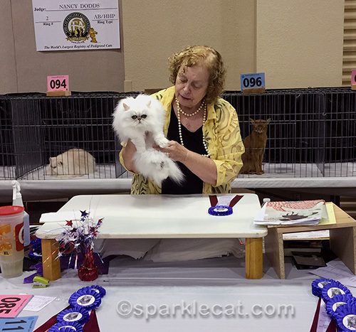 Silver Shaded Persian in a judging ring