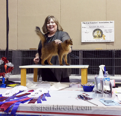 somali cat posing on the judging table