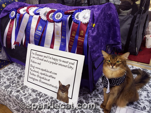 somali cat with her cat show ribbons