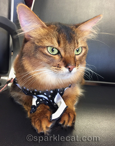 somali cat in seat in boarding area of Phoenix airport