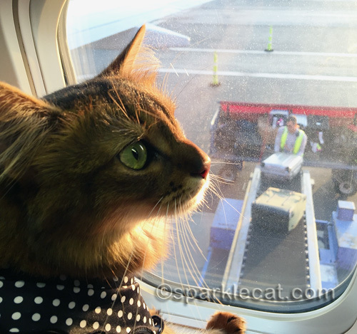 somali cat watching luggage coming out of the plane