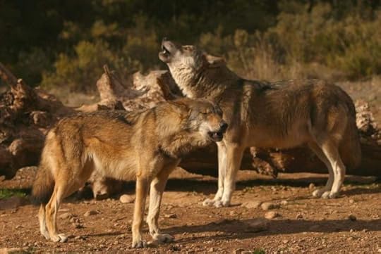 Lobos (EFE)