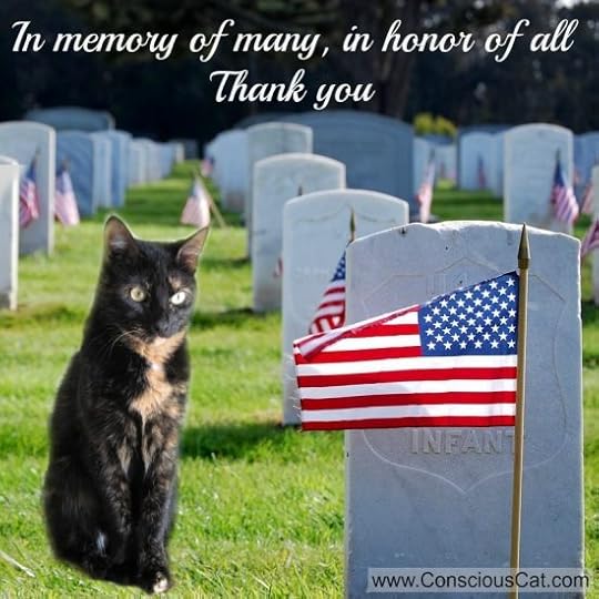 Memorial-Day-cat