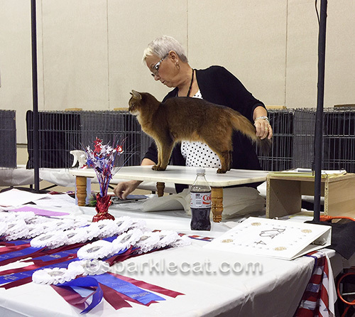 somali cat being judged in judging ring at cat show