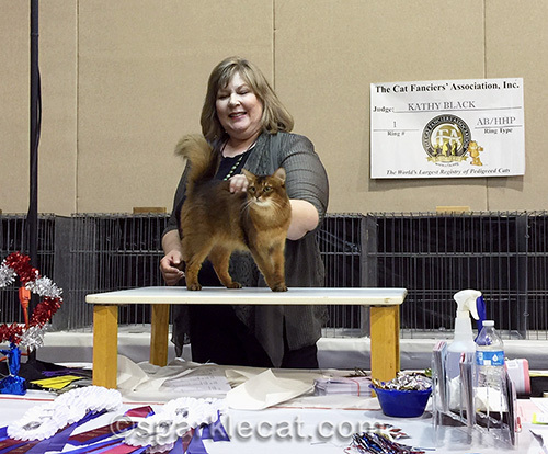 somali cat in judging ring
