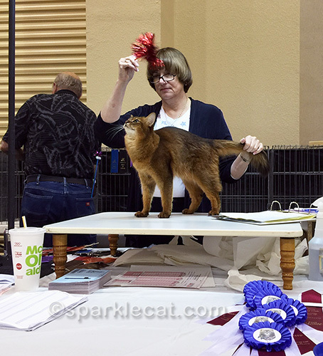 somali cat looking at toy in judging ring